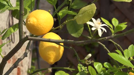 Zitronenbaum-Mit-Blüte-Und-Frucht