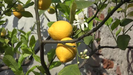 Zitronenbaum-Mit-Blumen-Und-Früchten