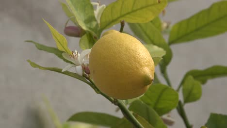 Zitrone-Mit-Blume-Dahinter