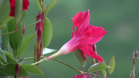 Rote-Blumendetail