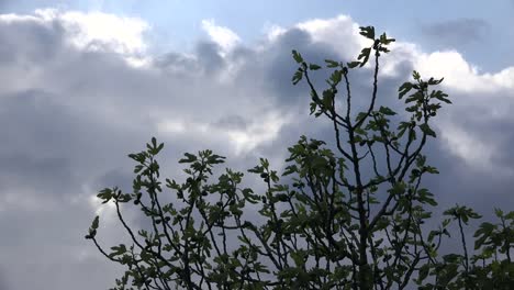 Spring-Clouds-Behind-Fig-Tree-Leaves