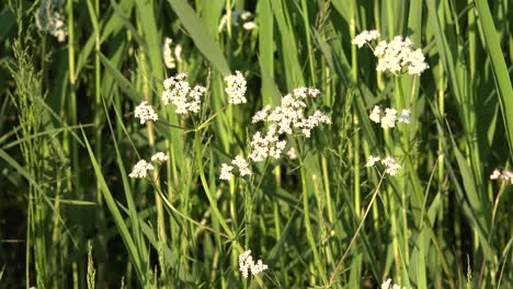 White-Flowers-Blooming-By-Green-Rushes