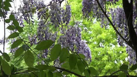 Wisteria-Flowers-Zoom-Out