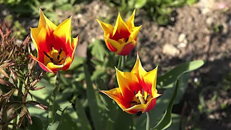 Tulipanes-Amarillos-Y-Naranjas