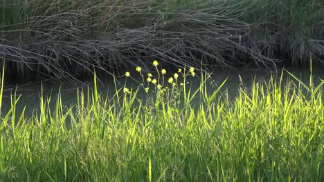 Gelbe-Blumen-Im-Abendlicht-Zoomt-Rein