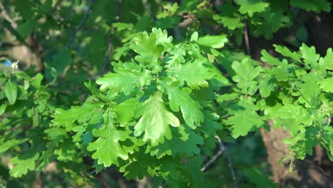 Young-Oak-Leaves-In-Spring
