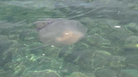 Adriatic-Jellyfish-Floating