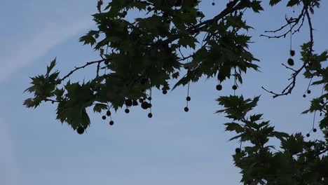 Birds-Fly-By-Balls-Hanging-From-Tree