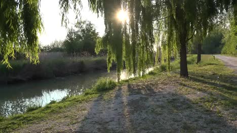 Italy-Sun-Shines-Brightly-Through-Willow-Leaves-Zoom-In