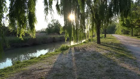 Italy-Sun-Shines-Brightly-Through-Willow-Leaves