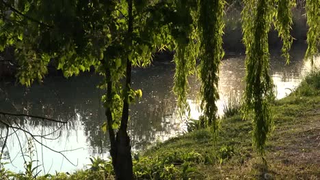 Italy-Sun-Shines-On-Willows-By-Stream-Zooms-In