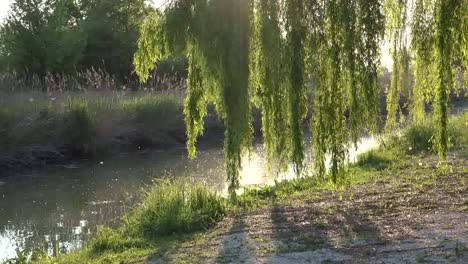 Italy-Sun-Shining-Through-Willow-Leaves-Zooms-Out