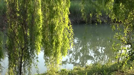 Italy-Willow-Leaves-Over-Stream-Pans-Right