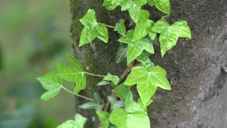 Ivy-Clings-To-Tree-Trunk