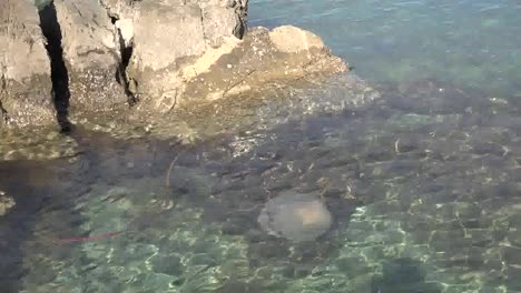 Jellyfish-In-Clear-Water