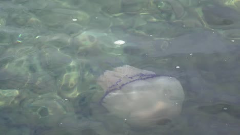 Medusas-nadando