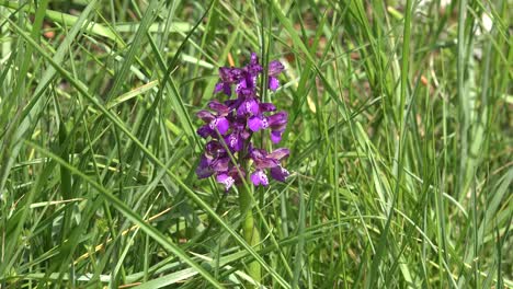 Purple-Orchid-Growing-In-Grass