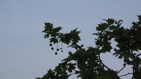 Silhouette-Of-Balls-Hanging-From-Tree