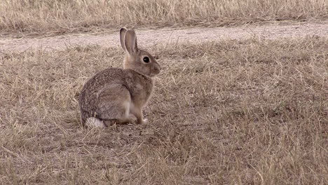 Nebraska-rabbit