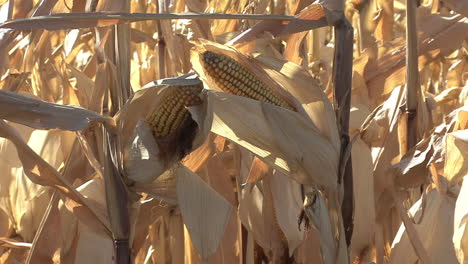 Nebraska-corn-ears