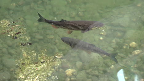Austria-two-fish-swimming-in-pond