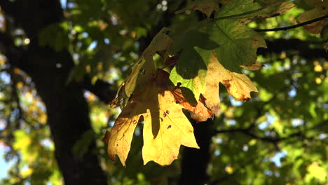 Herbstfokus-Verschiebt-Sich-Von-Weich-Zu-Scharf-Auf-Gelbem-Blatt