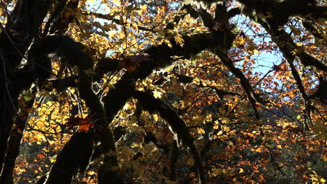 Patterns-of-branches-and-leaves-in-a-fall-landscape