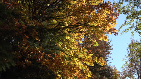 Goldene-Herbstblätter-Auf-Ahorn-Zoomt-Rein
