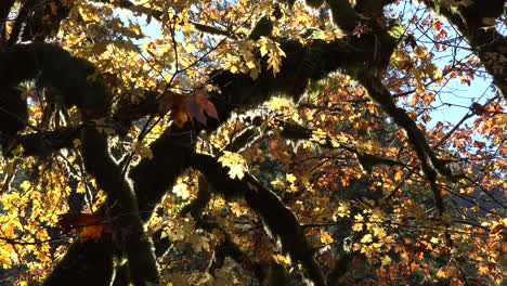 Fallende-Herbstblätter-Zoomt-Langsam-Heraus