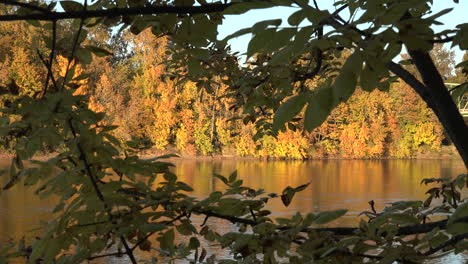 Autumn-light-on-trees-along-river-through-branches