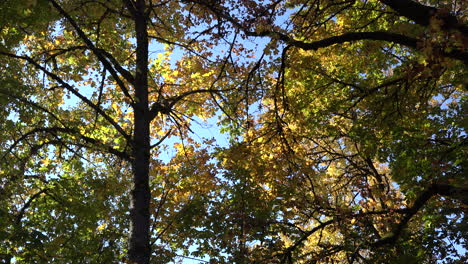 Autumn-tops-of-trees-with-yellow-leaves