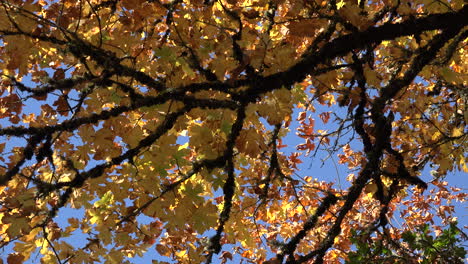 Herbstlicher-Ast-Und-Gelbe-Blätter-Vergrößern