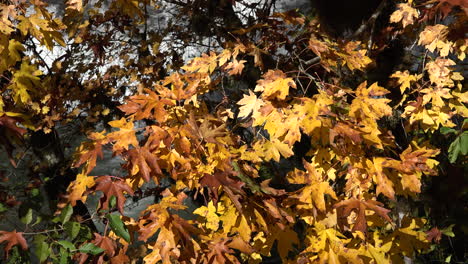 Herbstgelbe-Große-Blattahornblätter