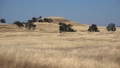 California-oak-savanna-with-dry-grass