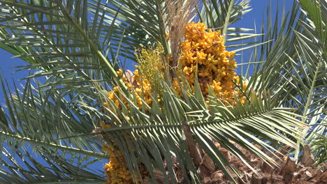 California-palm-fronds-and-fruit-zoom-in