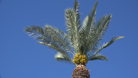 Kalifornische-Palmenfrucht-Und-Blauer-Himmel