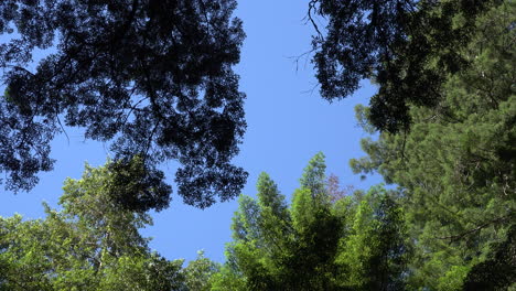 California-redwood-treetops-and-blue-sky-zooms-out