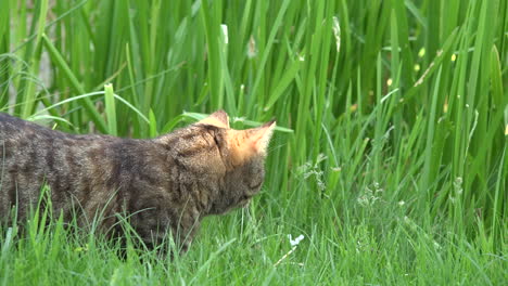 Katze-Pirscht-Im-Gras