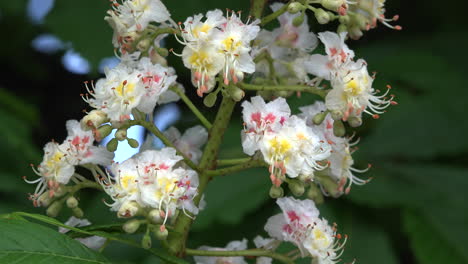 Chestnut-flowers-close-up