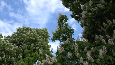 Kastanienblüten-Auf-Ast-Vergrößern