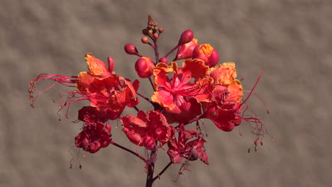Desert-red-flower