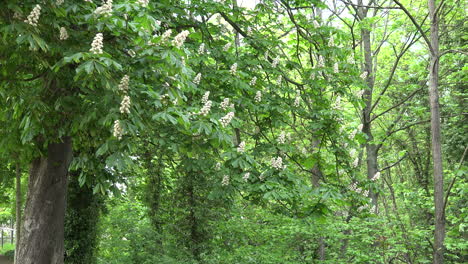 Germany-Merseburg-zooms-in-to-chestnut-flowers