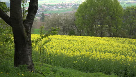 Germany-tree-and-rapeseed-field