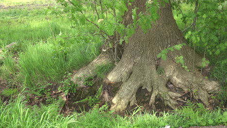 Germany-tree-trunk-and-roots