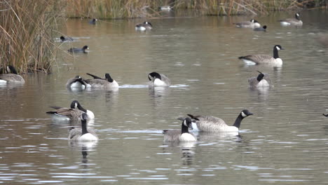 Idaho-geese-on-a-pond