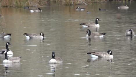 Idaho-geese-swimming-on-a-backwater