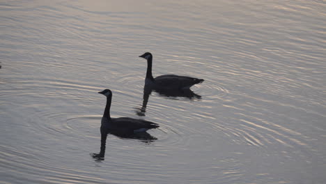 Idaho-geese-swimming
