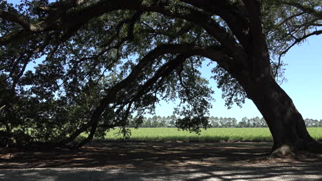 Louisiana-Thibodaux-cane-field-and-live-oak