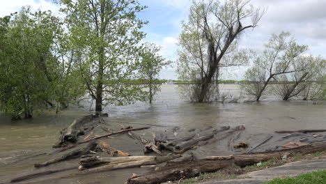 Louisiana-Schwimmende-Baumstämme-Auf-überfluteten-Mississippi