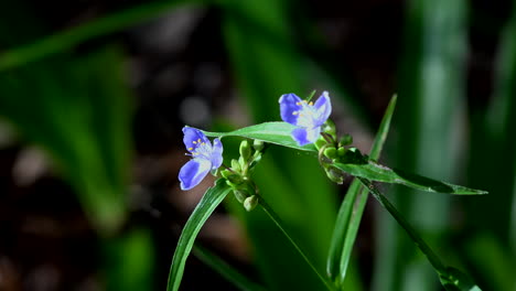 Louisiana-flower-in-swamp